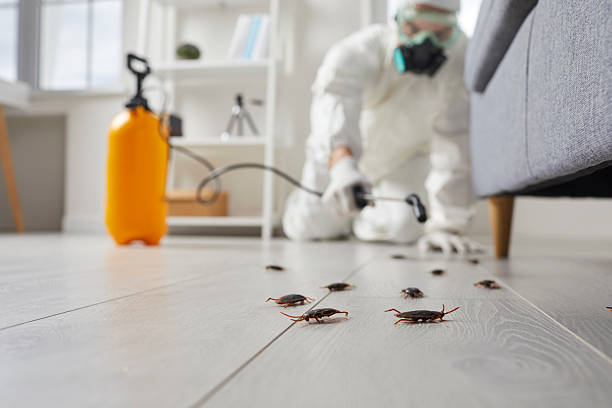 Commercial Kitchen Cockroach Control in East Aurora